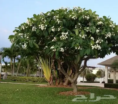 شتلات ياسمين هندي 3