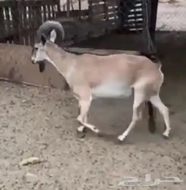 وعل 1