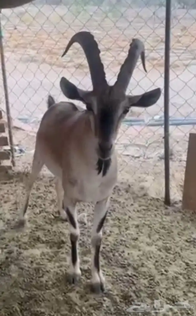 وعل 5