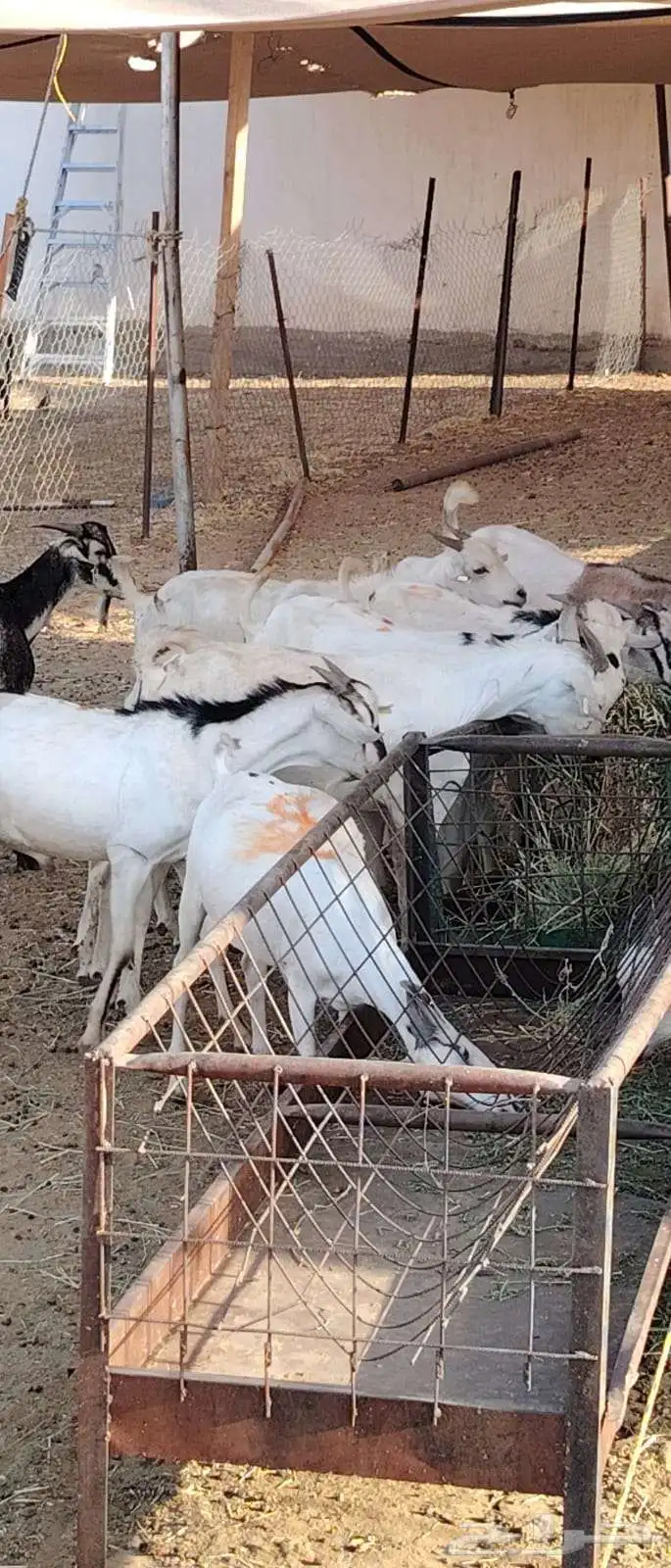 تيوس صومالية البيع تفريد وجملة 1