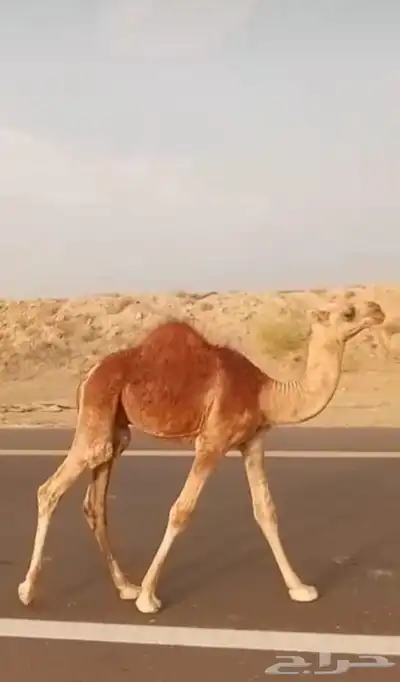 قعدان لبيع العنوان بيش 1