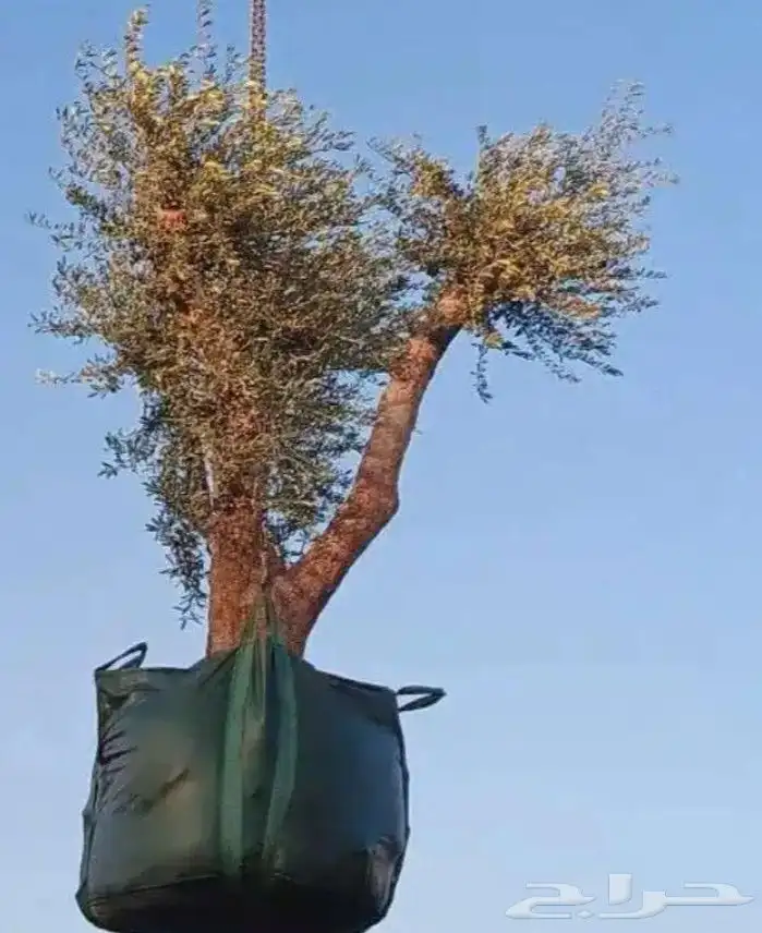 متخصصون في توريد وزرعت ازيتون 2