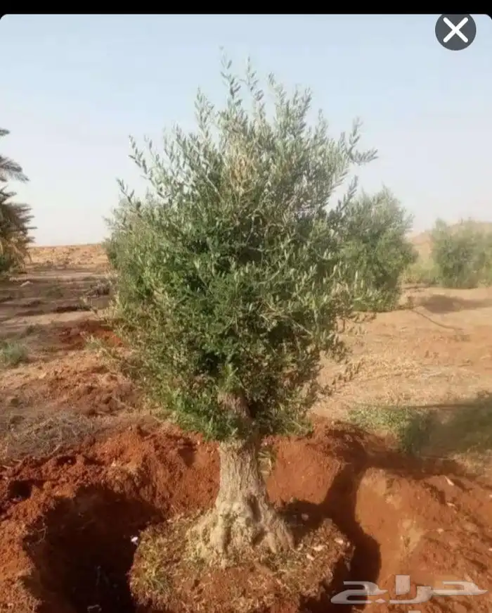 متخصصون في توريد وزرعت ازيتون 0