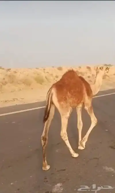 قعدان لبيع العنوان بيش 2