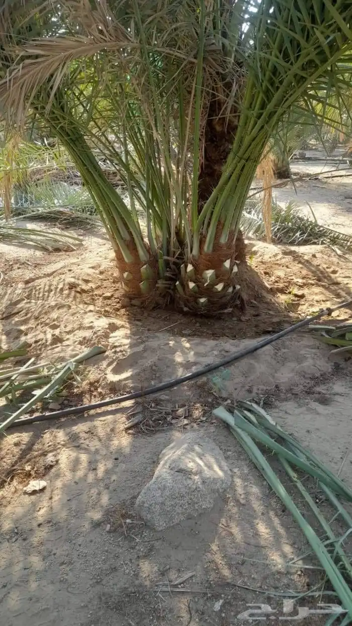 يوجد نخيل محدوله فاخر وصقعي مطوق احمر 3