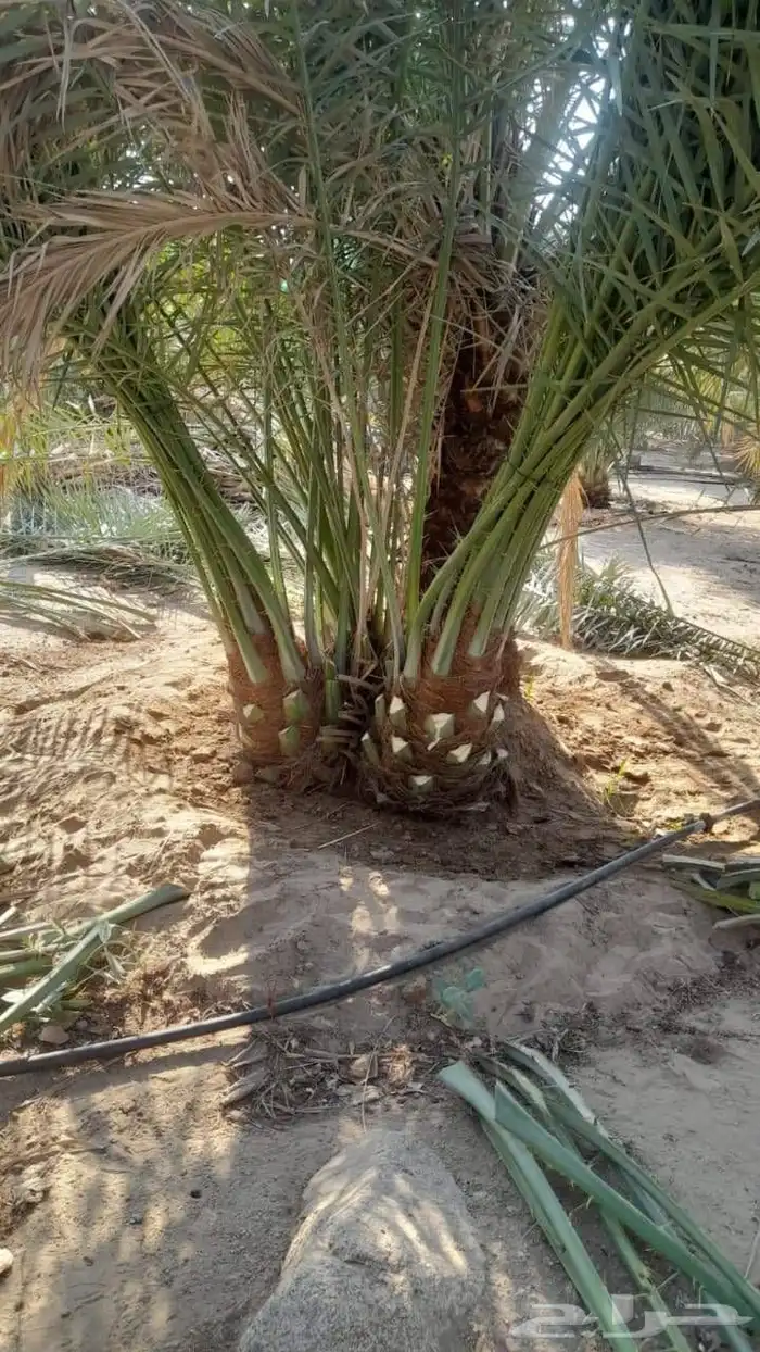 يوجد نخيل محدوله فاخر وصقعي مطوق احمر 2