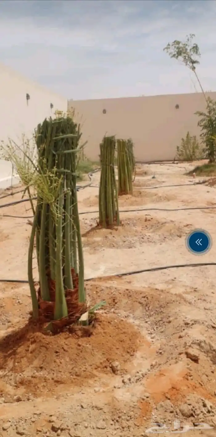 يوجد نخيل محدوله فاخر وصقعي مطوق احمر 1