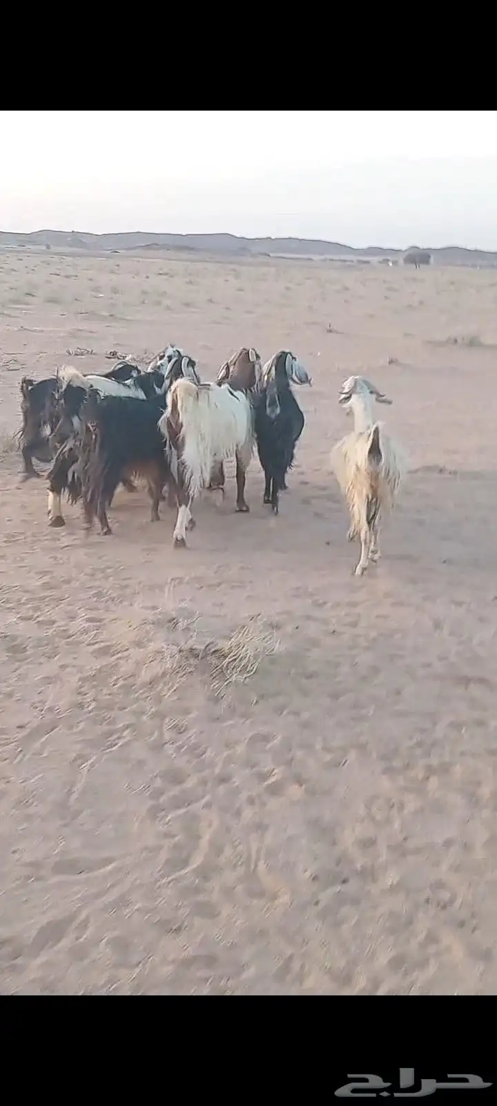 السلام عليكم ورحمة الله وبركاته 5