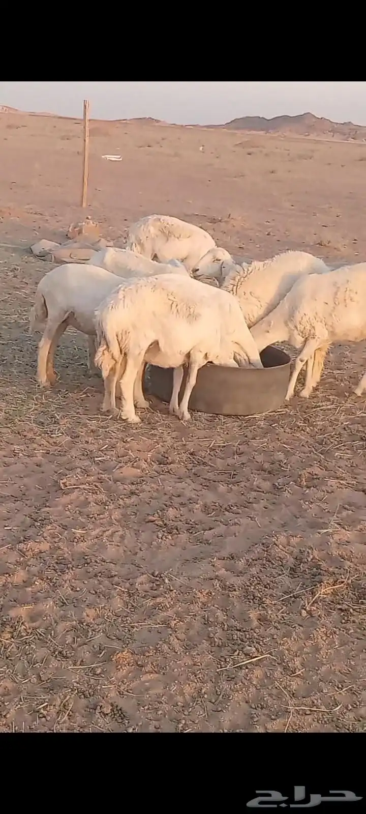 السلام عليكم ورحمة الله وبركاته 0