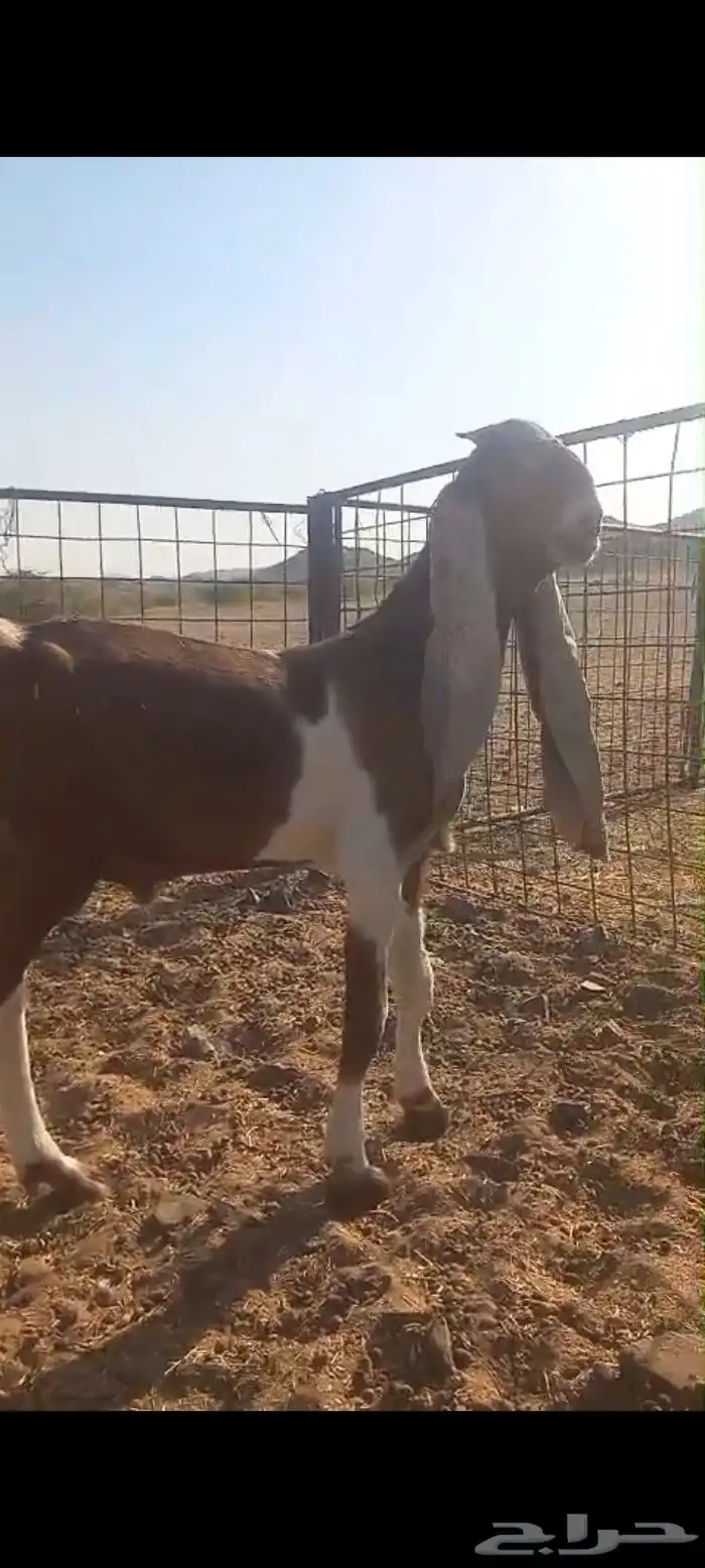 تيوس هولندي حجازيه صنف الصنف 1