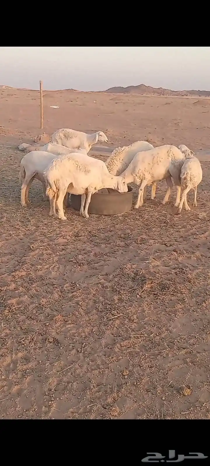 السلام عليكم ورحمة الله وبركاته 3