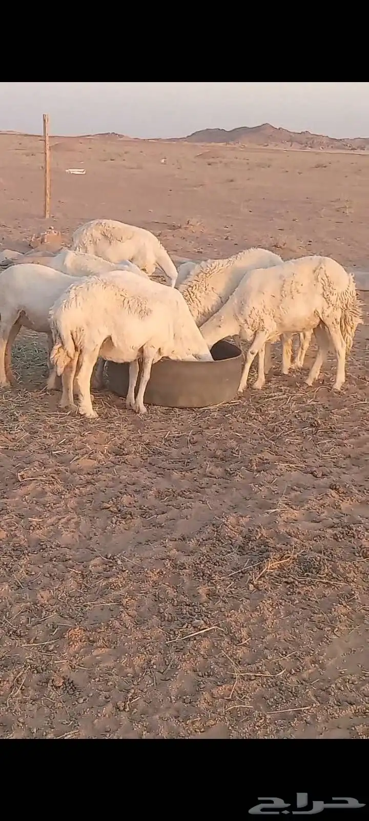 السلام عليكم ورحمة الله وبركاته 2