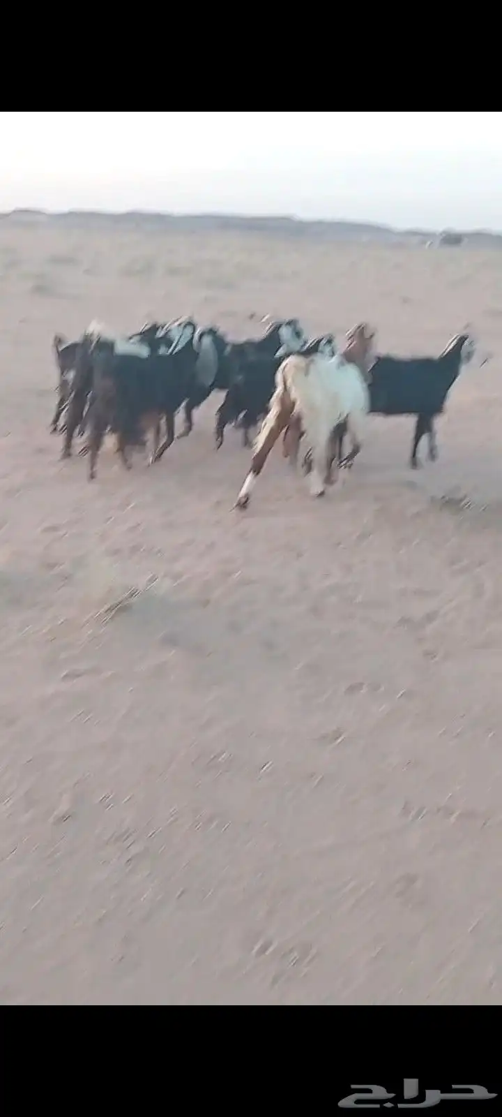 السلام عليكم ورحمة الله وبركاته 6