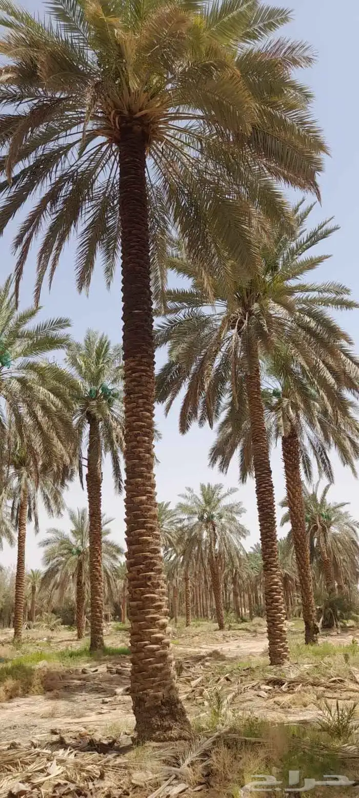 قشع واركز جميع النخيل 3