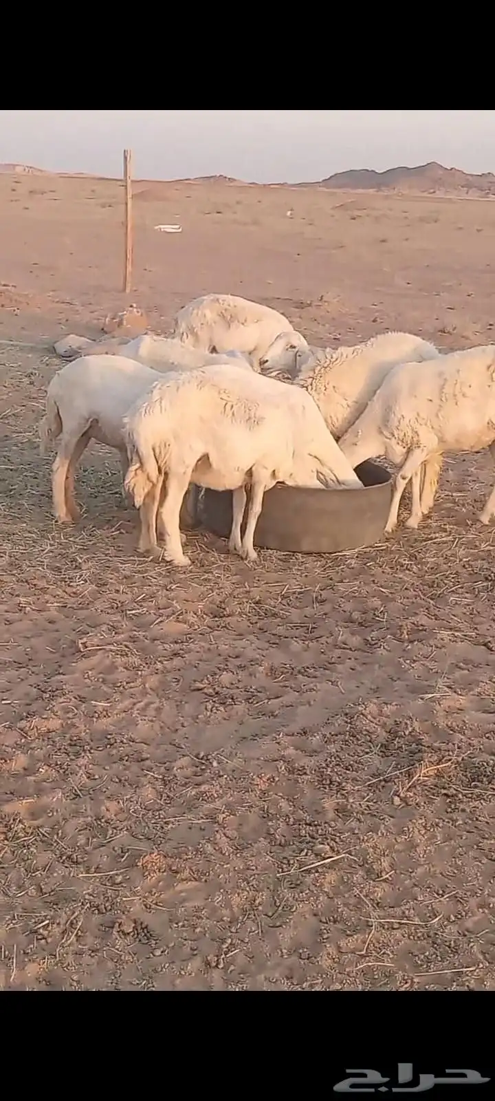 السلام عليكم ورحمة الله وبركاته 1