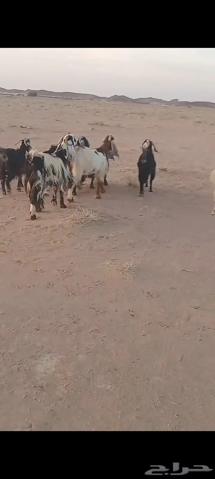 السلام عليكم ورحمة الله وبركاته 7