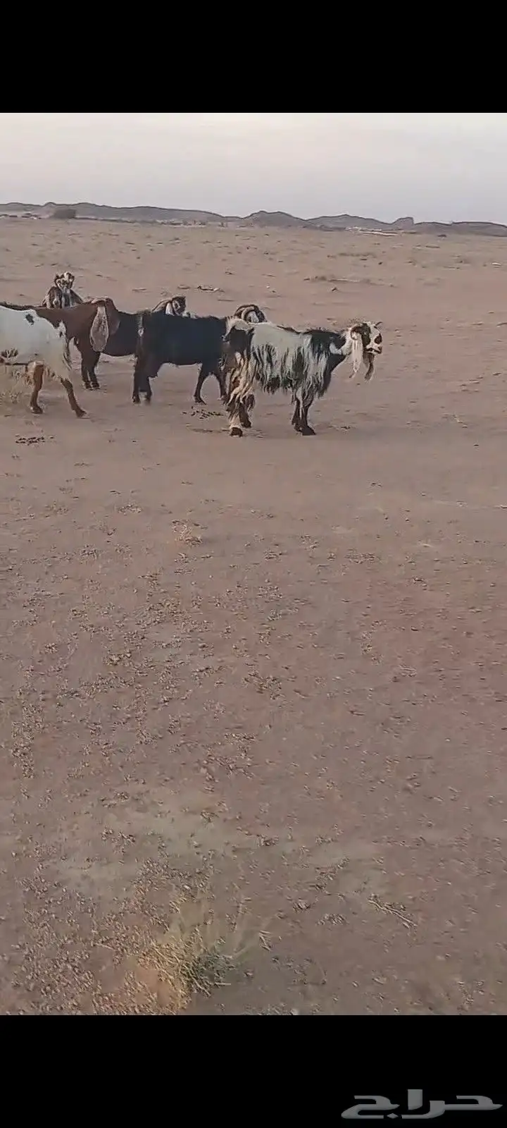 السلام عليكم ورحمة الله وبركاته 4