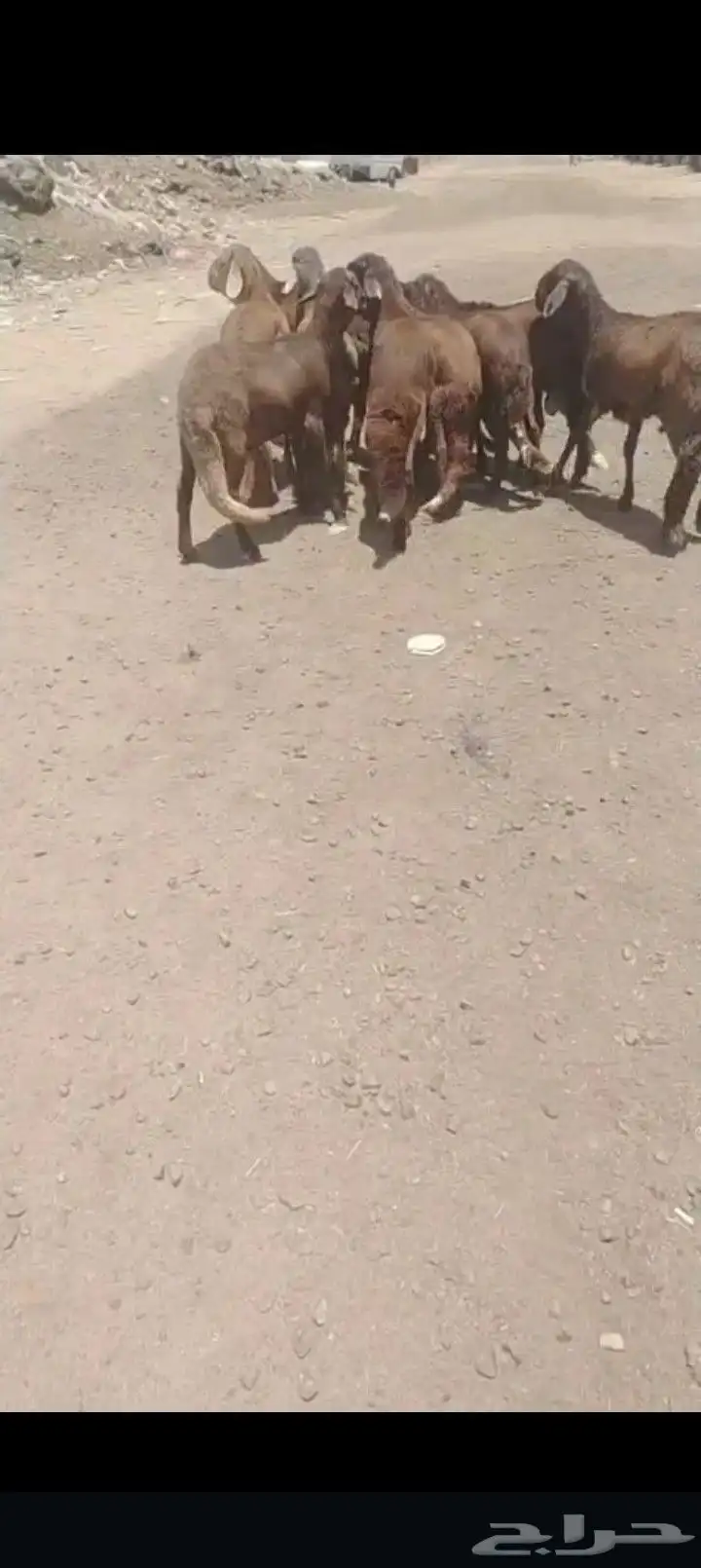 سواكني حمري السعر جمله 1150 تفريد 1200 1