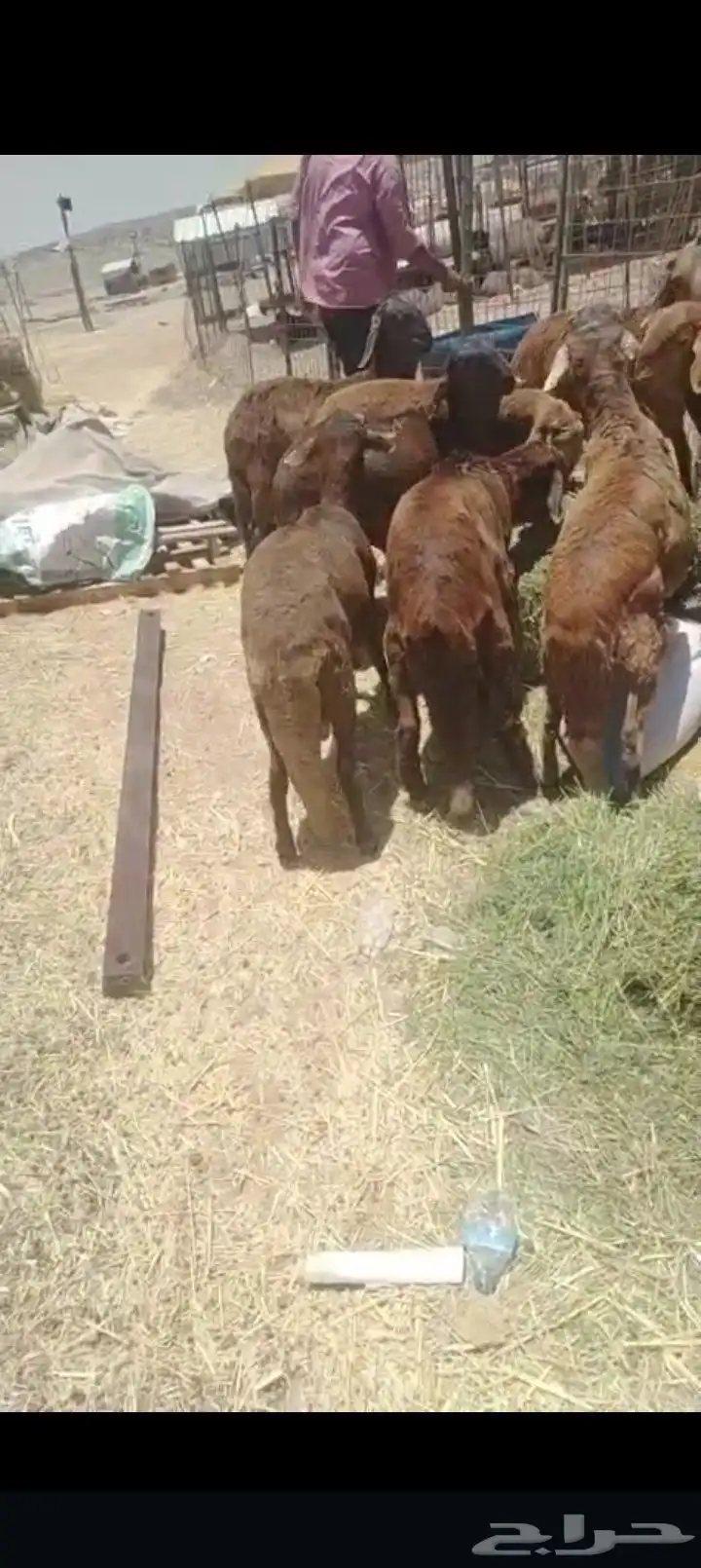 سواكني حمري السعر جمله 1150 تفريد 1200 0