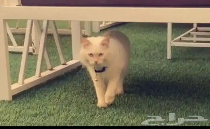 قطط 1