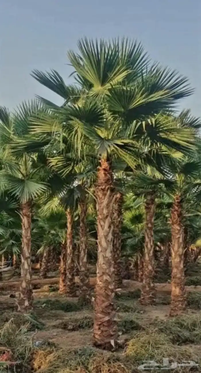 نخل واشنطني 0