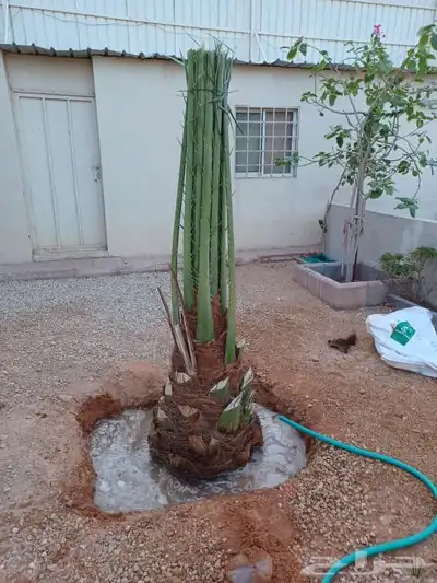توريد جميع انواع النخل وتكريب جميع انواع النخل 3