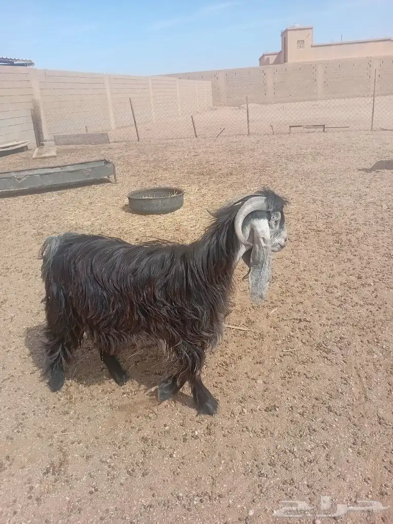 تيس عارضي جذع 0