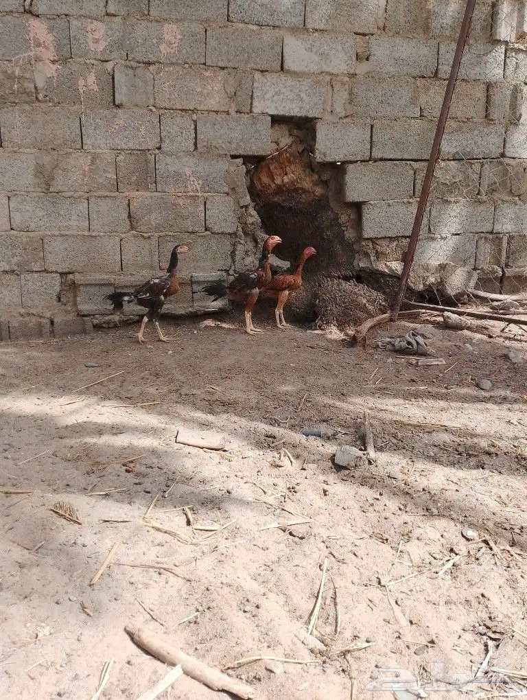 دجاج باكستاني 15