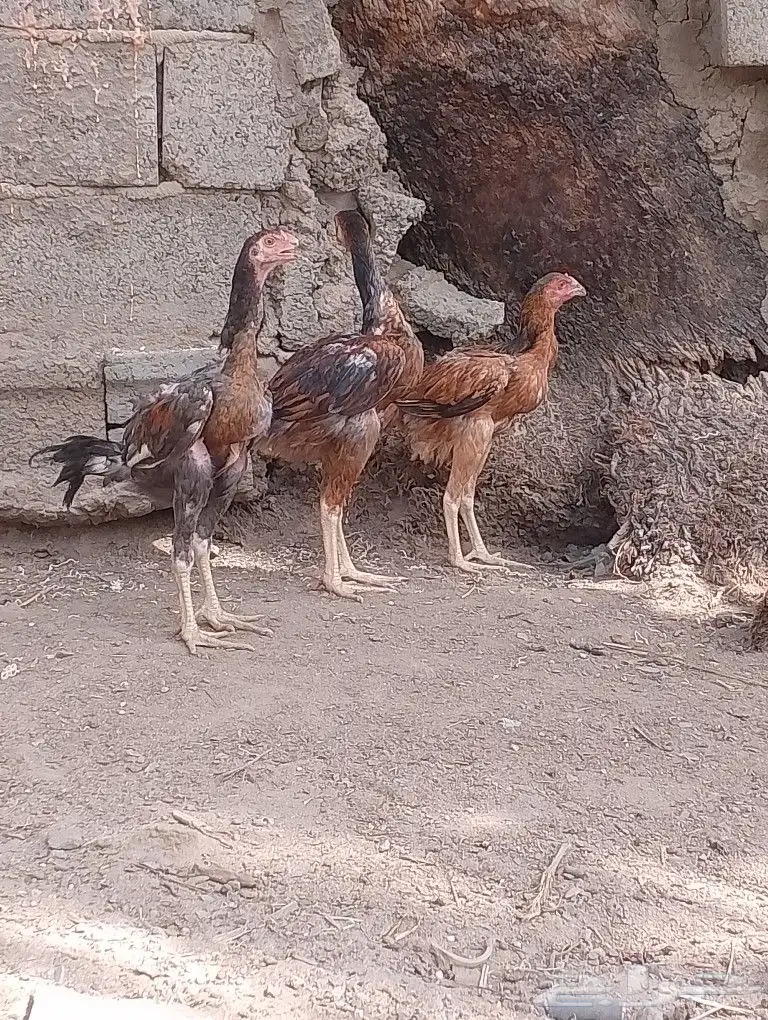 دجاج باكستاني 14