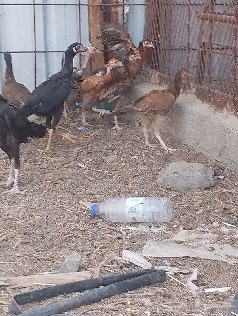 دجاج باكستاني 8