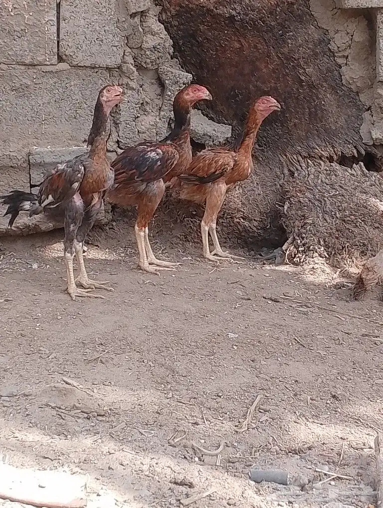 دجاج باكستاني 13