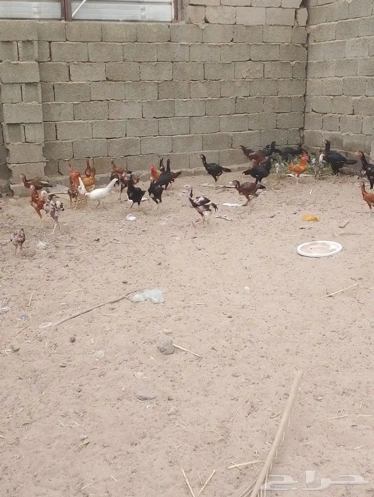 دجاج باكستاني 0