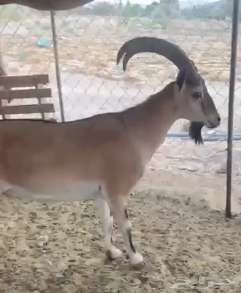 وعل 0