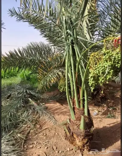 توريد جميع انواع النخل وتكريب جميع انواع النخل 7