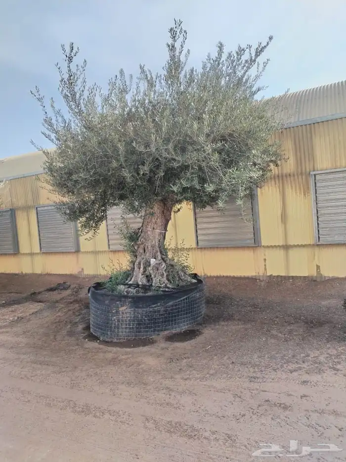 يوجد لدينا زيتون معمر مثمر جميع الأحجام ويوجد وسط ويوجد شتلا 3