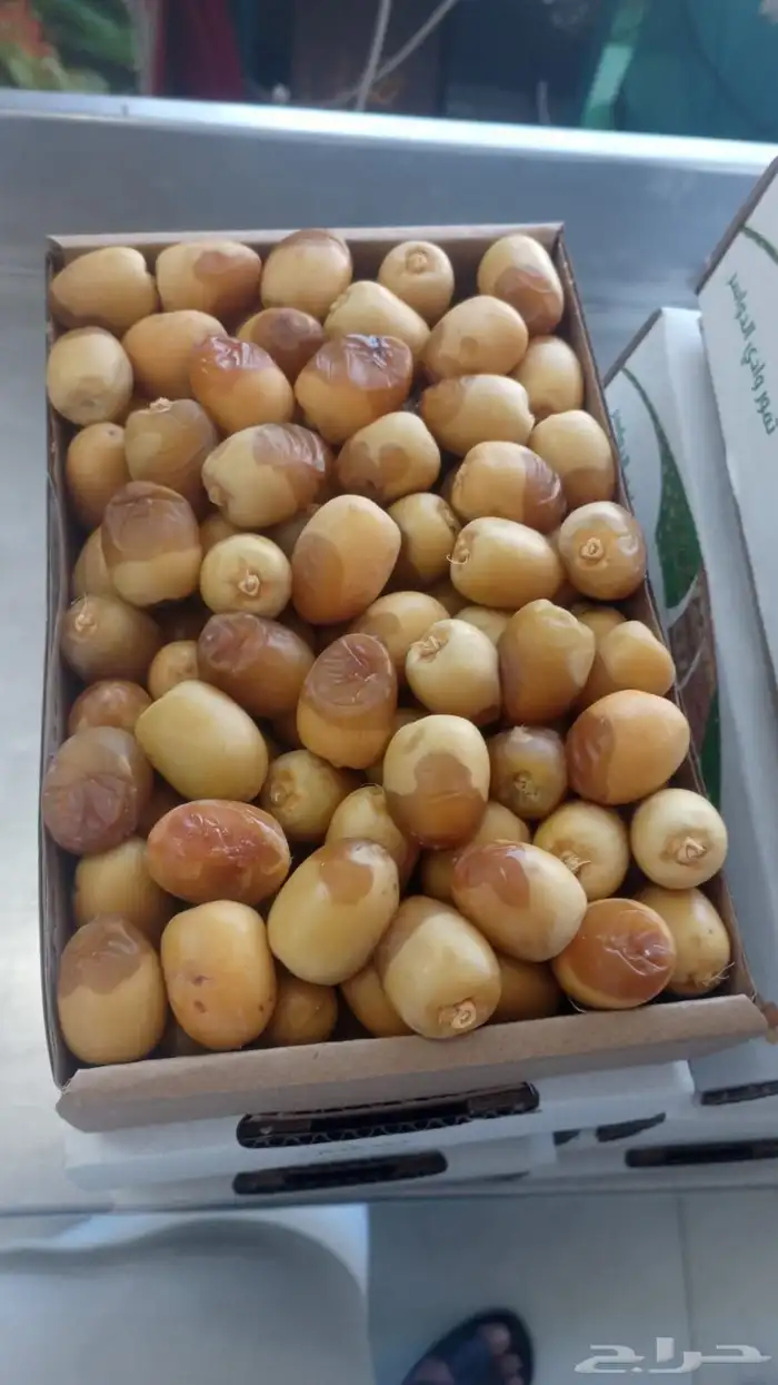 خلاص الوادي روثانه المدينة عجوه المدينة برني 7