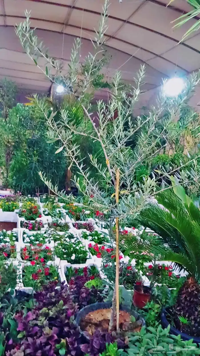 مشتل الرياض 10