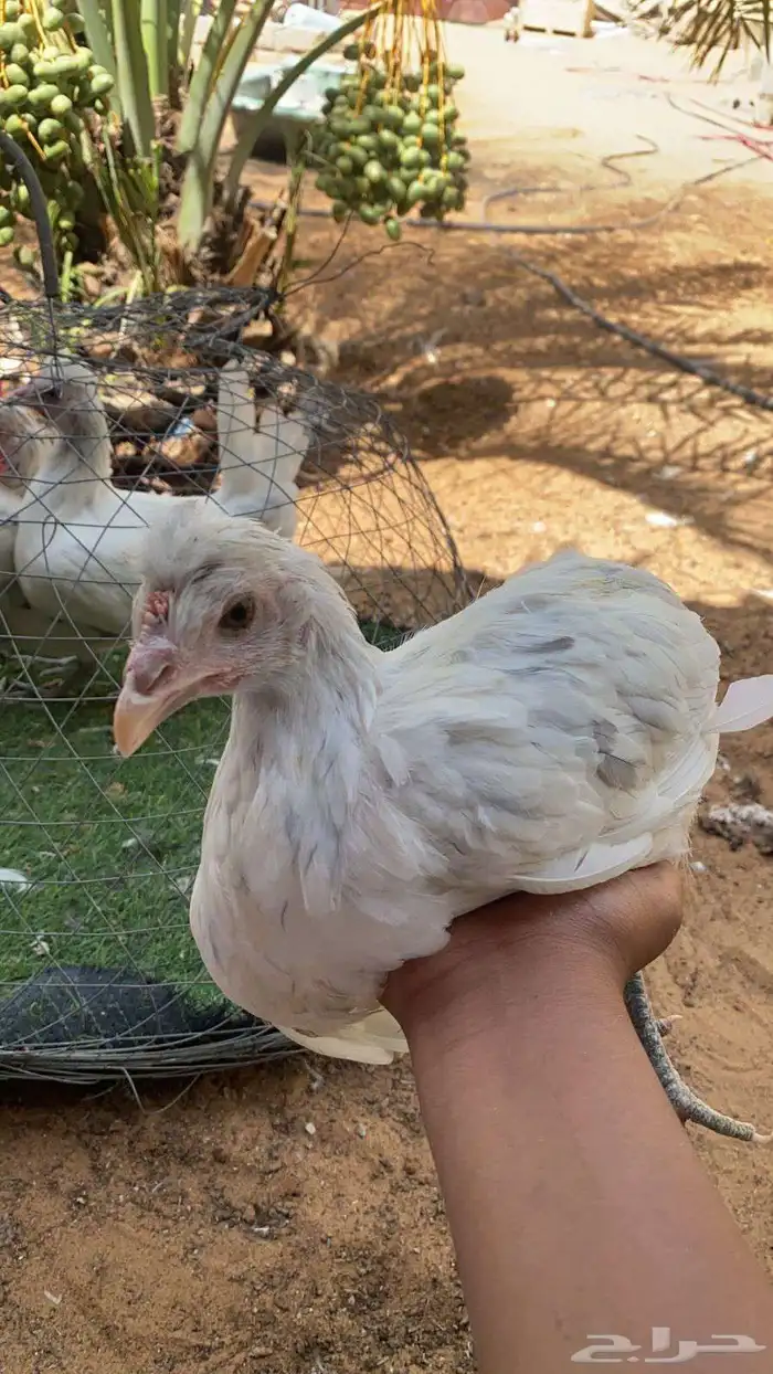 دجاج رصاصي 0