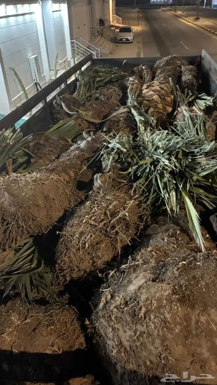 نخل للبيع القريات طبرجل 0