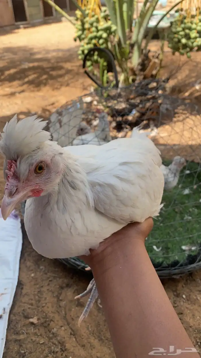 دجاج رصاصي 3