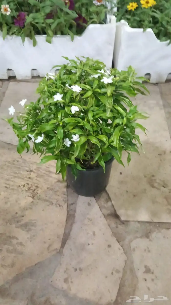 مشتل الرياض 9