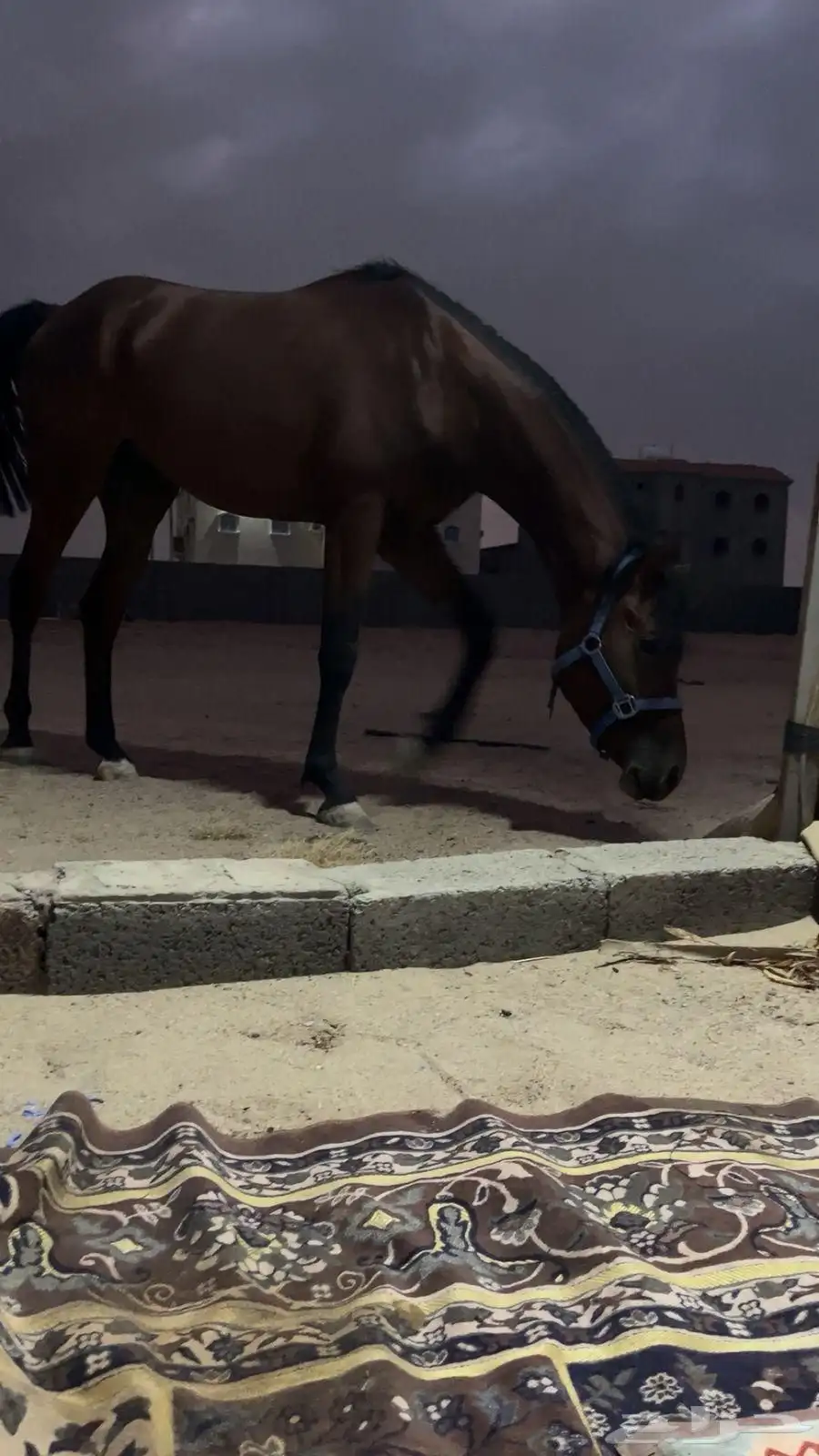 خيل شعبي سليم 3