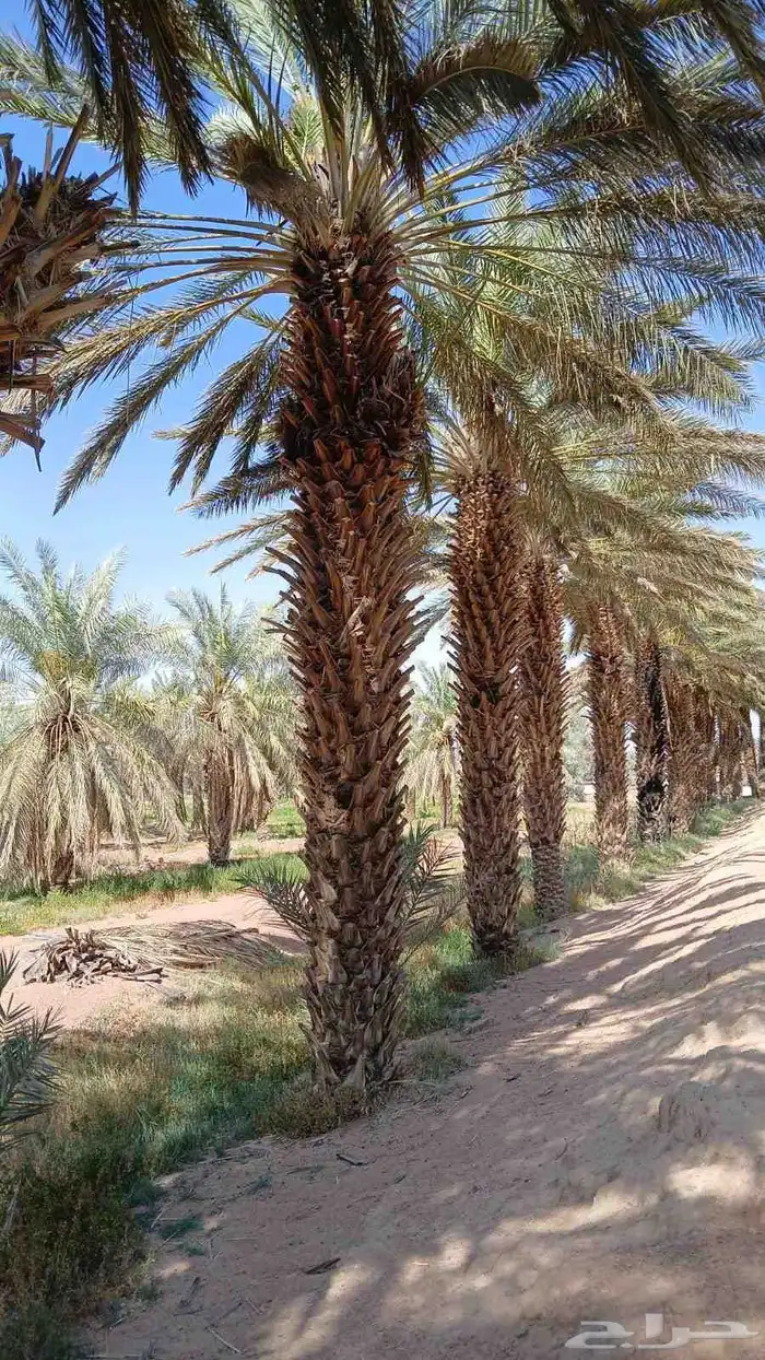 ابو صالح يوجد لدينا نقيال من6متر لا 8متر 0