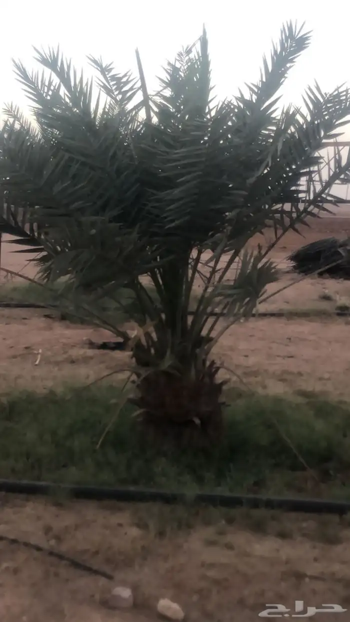 قشع واركز جميع النخيل 4