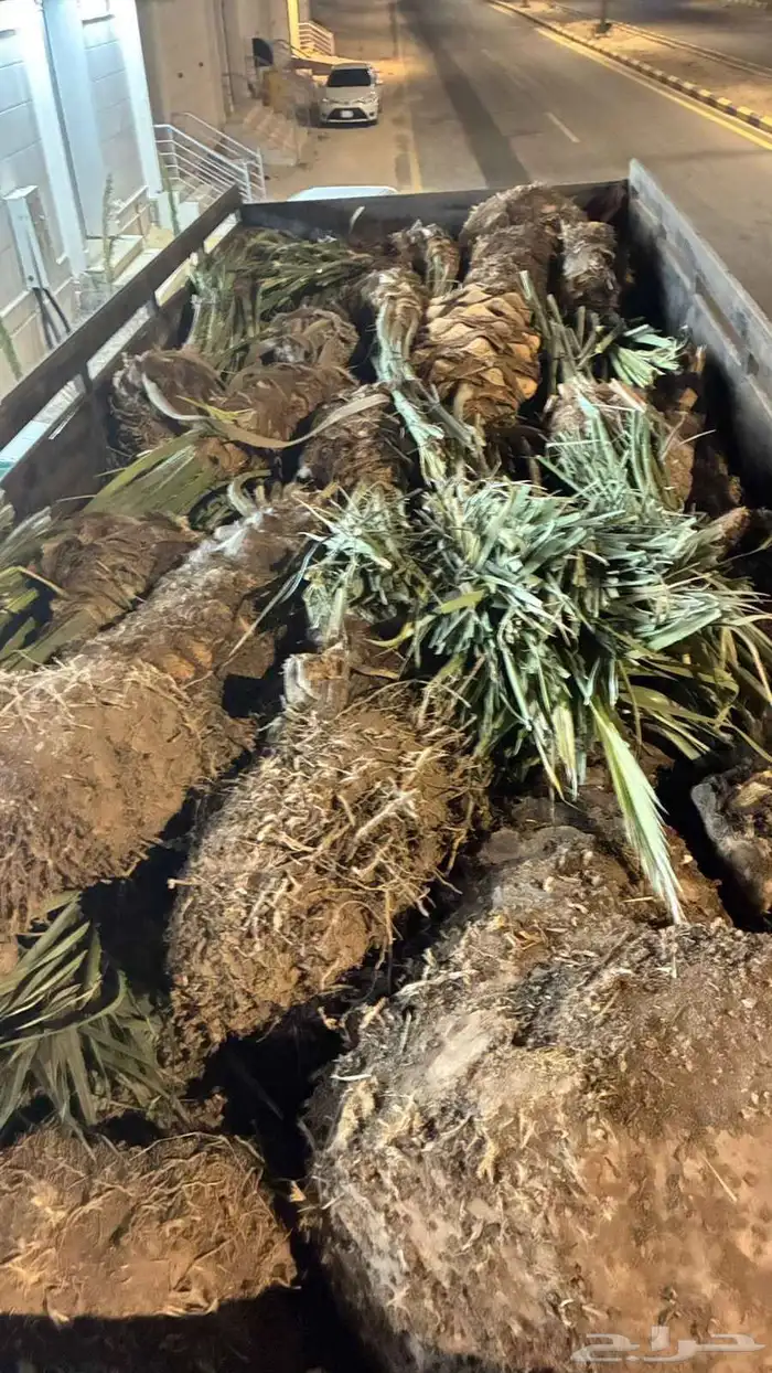 نخل للبيع القريات طبرجل 1
