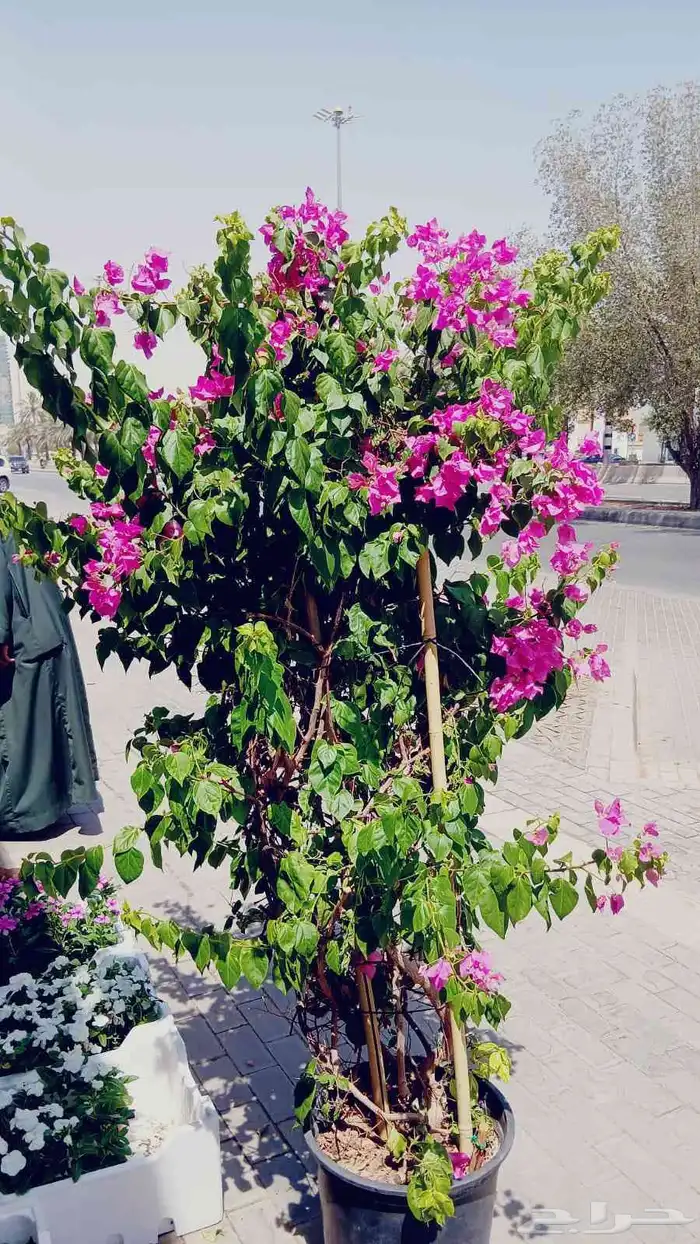 مشتل الرياض 2