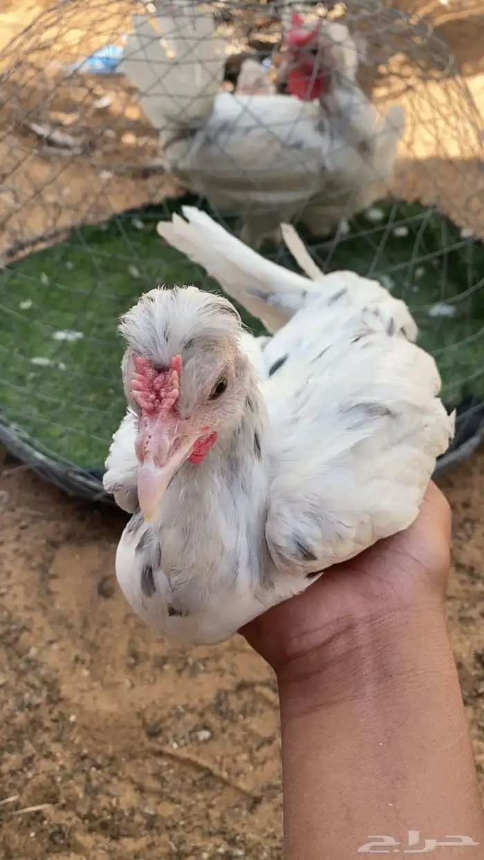 دجاج رصاصي 2