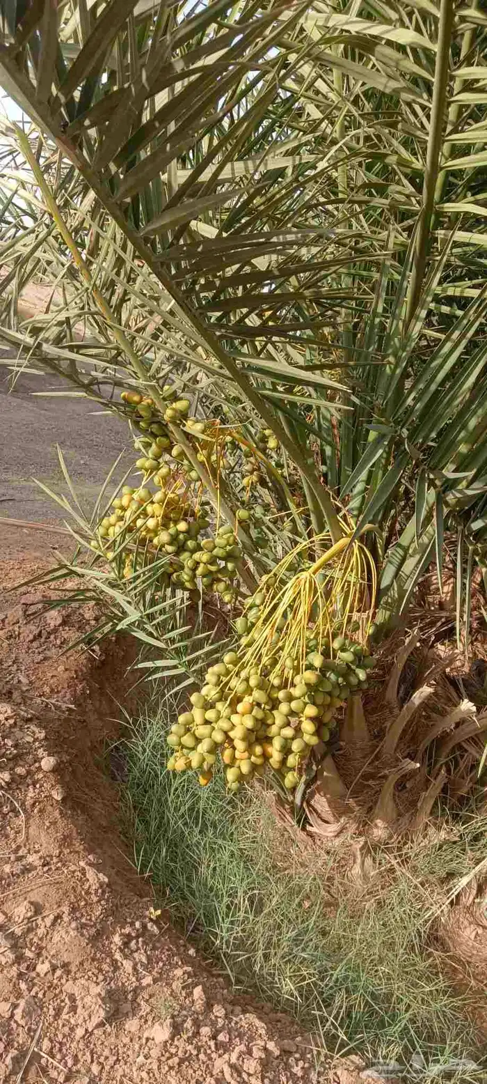 نخل للبيع 2
