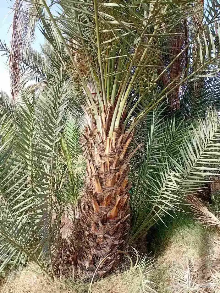 جميع انواع النخيل 0