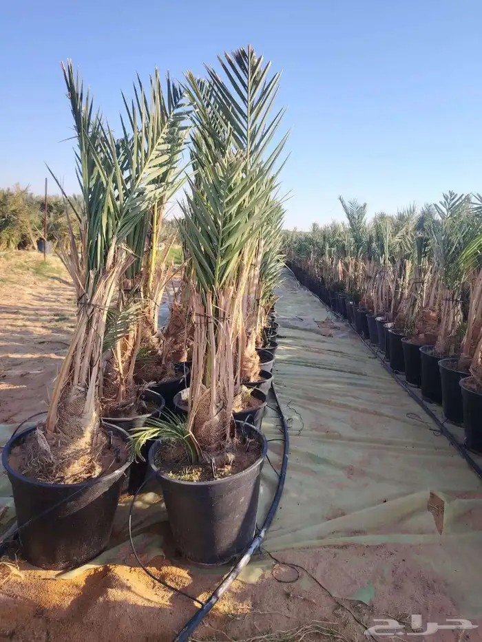 نخيل البيع الخرمه الطايف عشيرة السيل مكه جده 0